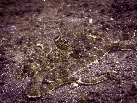 Pieuvre mimétique ou pieuvre-mime (mimic octopus) (Lembeh, Sulawesi Nord, Indonésie)
