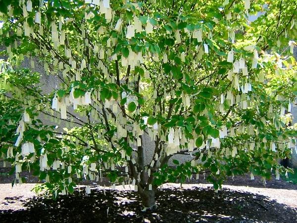 l’arbre à voeux de Yoko Ono