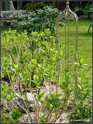 La pluie aura fait un bien fou au jardin boostant les feu... La pluie aura fait un bien fou au jardin boostant les feu...