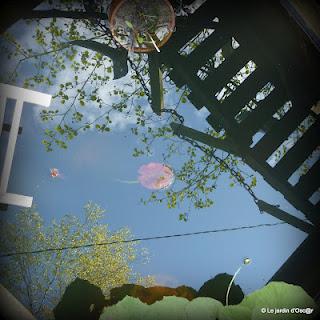 La pluie aura fait un bien fou au jardin boostant les feu... La pluie aura fait un bien fou au jardin boostant les feu...