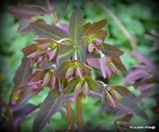 La pluie aura fait un bien fou au jardin boostant les feu... La pluie aura fait un bien fou au jardin boostant les feu...