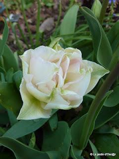 La pluie aura fait un bien fou au jardin boostant les feu... La pluie aura fait un bien fou au jardin boostant les feu...