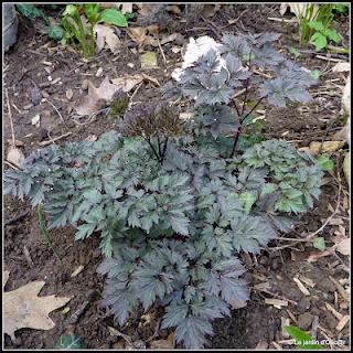 La pluie aura fait un bien fou au jardin boostant les feu... La pluie aura fait un bien fou au jardin boostant les feu...