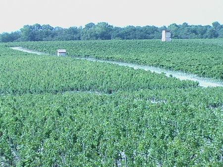 Pauillac (2) : primeurs 2011 IMGA2880