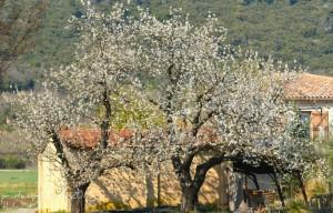 563942_340879135960021_100001138124703_872186_2130033887_n Le printemps est là !