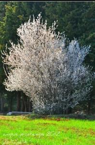 538710_336936866354248_100001138124703_861143_336692340_n Le printemps est là !