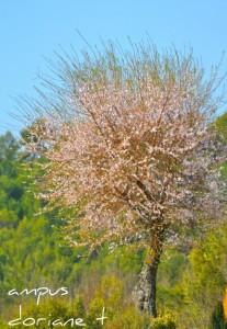 556649_336877709693497_100001138124703_860899_1380407871_n Le printemps est là !