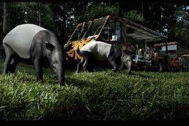 Night Safari, une des attractions familiales appréciée des singapouriens ridesafari