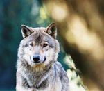 Crever du loup : NKM exauce le rêve de la racaille des talus loup