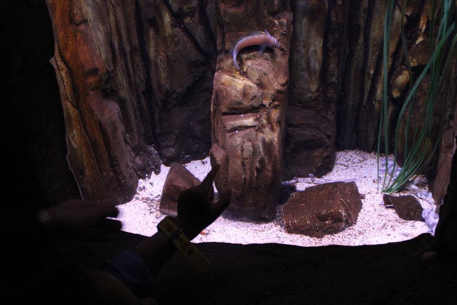 « L’Ile aux Requins… Osez l’aventure ! » à Sea Life Paris « L’Ile aux Requins… Osez l’aventure ! » à Sea Life Paris