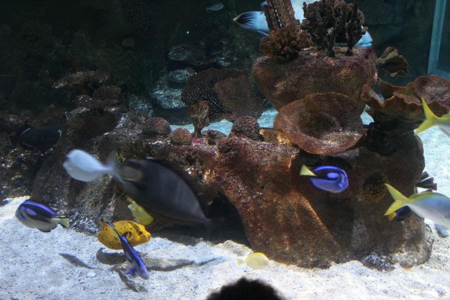 « L’Ile aux Requins… Osez l’aventure ! » à Sea Life Paris « L’Ile aux Requins… Osez l’aventure ! » à Sea Life Paris