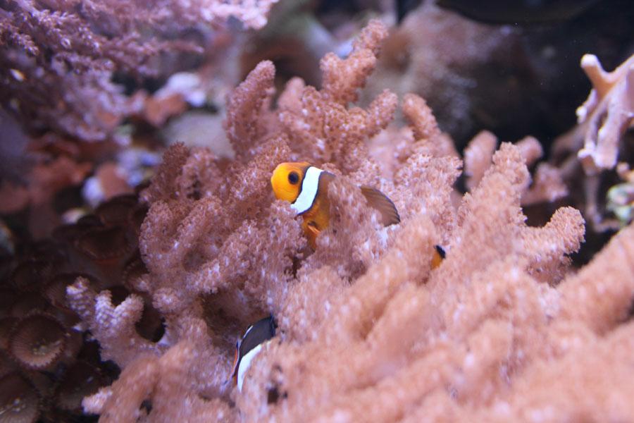 « L’Ile aux Requins… Osez l’aventure ! » à Sea Life Paris « L’Ile aux Requins… Osez l’aventure ! » à Sea Life Paris