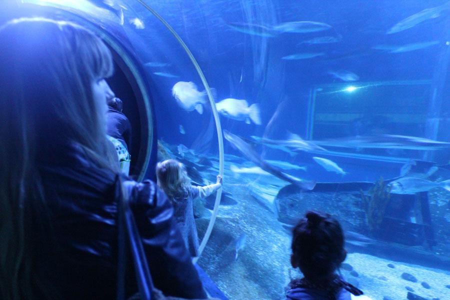 « L’Ile aux Requins… Osez l’aventure ! » à Sea Life Paris « L’Ile aux Requins… Osez l’aventure ! » à Sea Life Paris