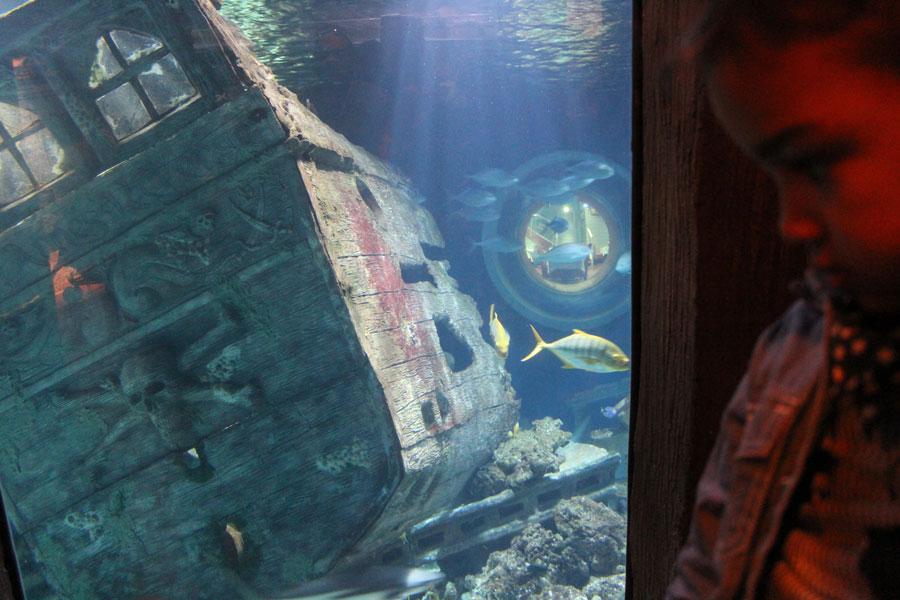 « L’Ile aux Requins… Osez l’aventure ! » à Sea Life Paris « L’Ile aux Requins… Osez l’aventure ! » à Sea Life Paris