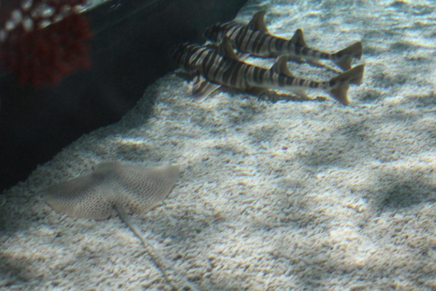 « L’Ile aux Requins… Osez l’aventure ! » à Sea Life Paris « L’Ile aux Requins… Osez l’aventure ! » à Sea Life Paris