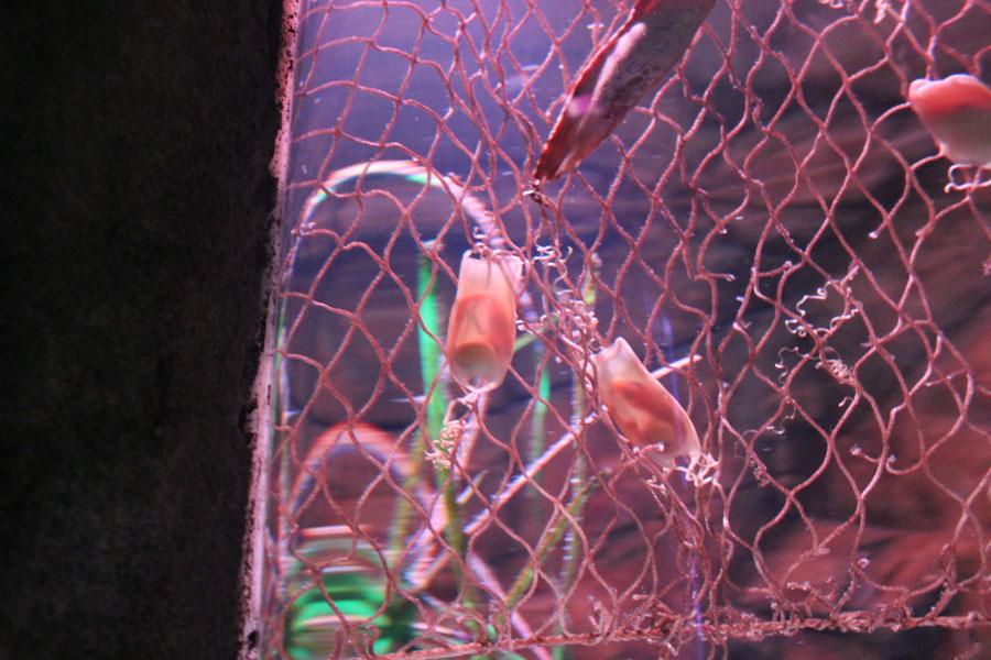 « L’Ile aux Requins… Osez l’aventure ! » à Sea Life Paris « L’Ile aux Requins… Osez l’aventure ! » à Sea Life Paris