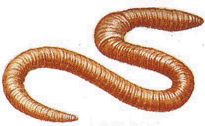 Le Saviez-vous (2) - les petites bêtes lombric0.gif