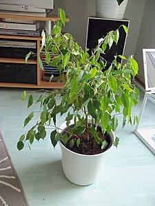 Rempotage de ficus 100_2105.JPG