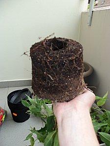 Rempotage de ficus 100 2093