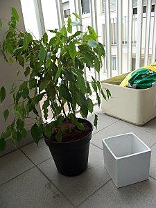 Rempotage de ficus 100 2094