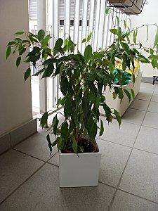 Rempotage de ficus 100 2090