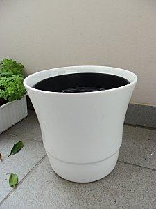 Rempotage de ficus 100 2091