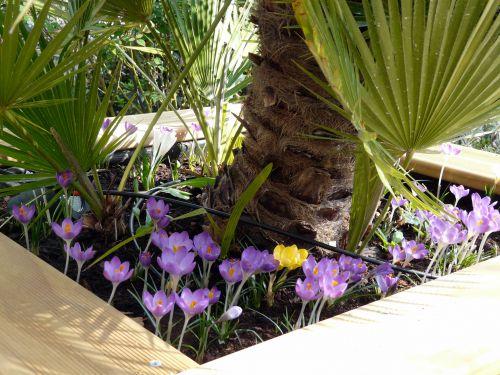 Début de printemps ! Journaux des 24 février et 3 mars 2012 Début de printemps ! Journaux des 24 février et 3 mars 2012