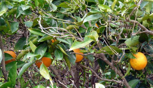 Nos photos de février 2012 : un mois coloré bien que placé sous le signe de la neige ! Nos photos de février 2012 : un mois coloré bien que placé sous le signe de la neige !