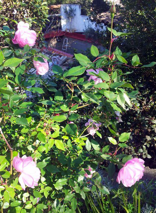 Nos photos de février 2012 : un mois coloré bien que placé sous le signe de la neige ! Nos photos de février 2012 : un mois coloré bien que placé sous le signe de la neige !