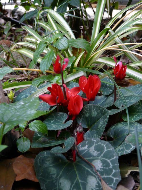 Nos photos de février 2012 : un mois coloré bien que placé sous le signe de la neige ! Nos photos de février 2012 : un mois coloré bien que placé sous le signe de la neige !