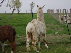 Un dimanche à la campagne à la ferme d'Assenay IMG_1310