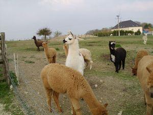 Un dimanche à la campagne à la ferme d'Assenay IMG_1321