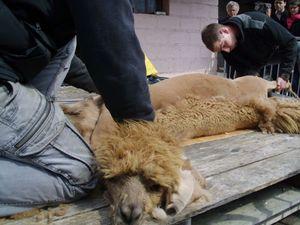 Un dimanche à la campagne à la ferme d'Assenay IMG_1338