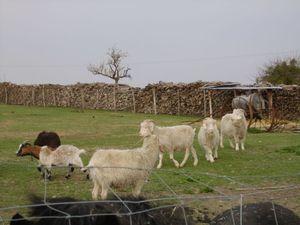 Un dimanche à la campagne à la ferme d'Assenay IMG_1311