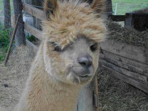 Un dimanche à la campagne à la ferme d'Assenay IMG_1324