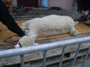 Un dimanche à la campagne à la ferme d'Assenay IMG_1332