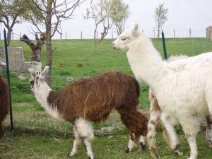 Un dimanche à la campagne à la ferme d'Assenay IMG_1309