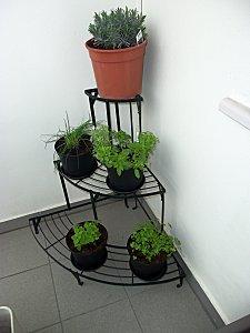 Mes arômates sont sur le balcon !! 100 2097