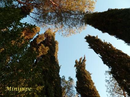 toscane,cyprès,sienne,le crète,campagne,nature,arbre