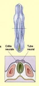 SCLÉROSE latérale amyotrophique: Des cellules souches pour réparer le système nerveux – Stem Cells Translational Medicine
