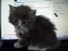 2-chaton-oui-milky-way 2-chaton-oui-milky-way