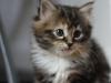 9-chaton-oui-dora 9-chaton-oui-dora