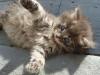 6-chaton-oui-6 6-chaton-oui-6