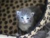 13-chaton-oui 13-chaton-oui