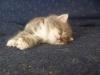 3-chaton-oui-milky-way 3-chaton-oui-milky-way