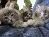 1-chaton-oui 1-chaton-oui