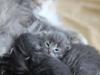14-chaton-oui 14-chaton-oui