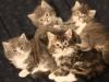 8-chaton-oui 8-chaton-oui