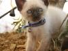 chaton-benjamin-david4 chaton-benjamin-david4