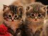 12-chaton-oui 12-chaton-oui